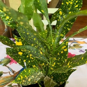 Meet your Posher, Candice